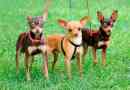Törpe toy terrier - előnyök és hátrányok